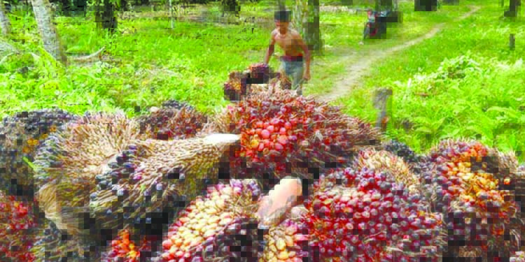 Biomassa Indonesia Diprediksi Hasilkan Listrik Setara 56,97 GW